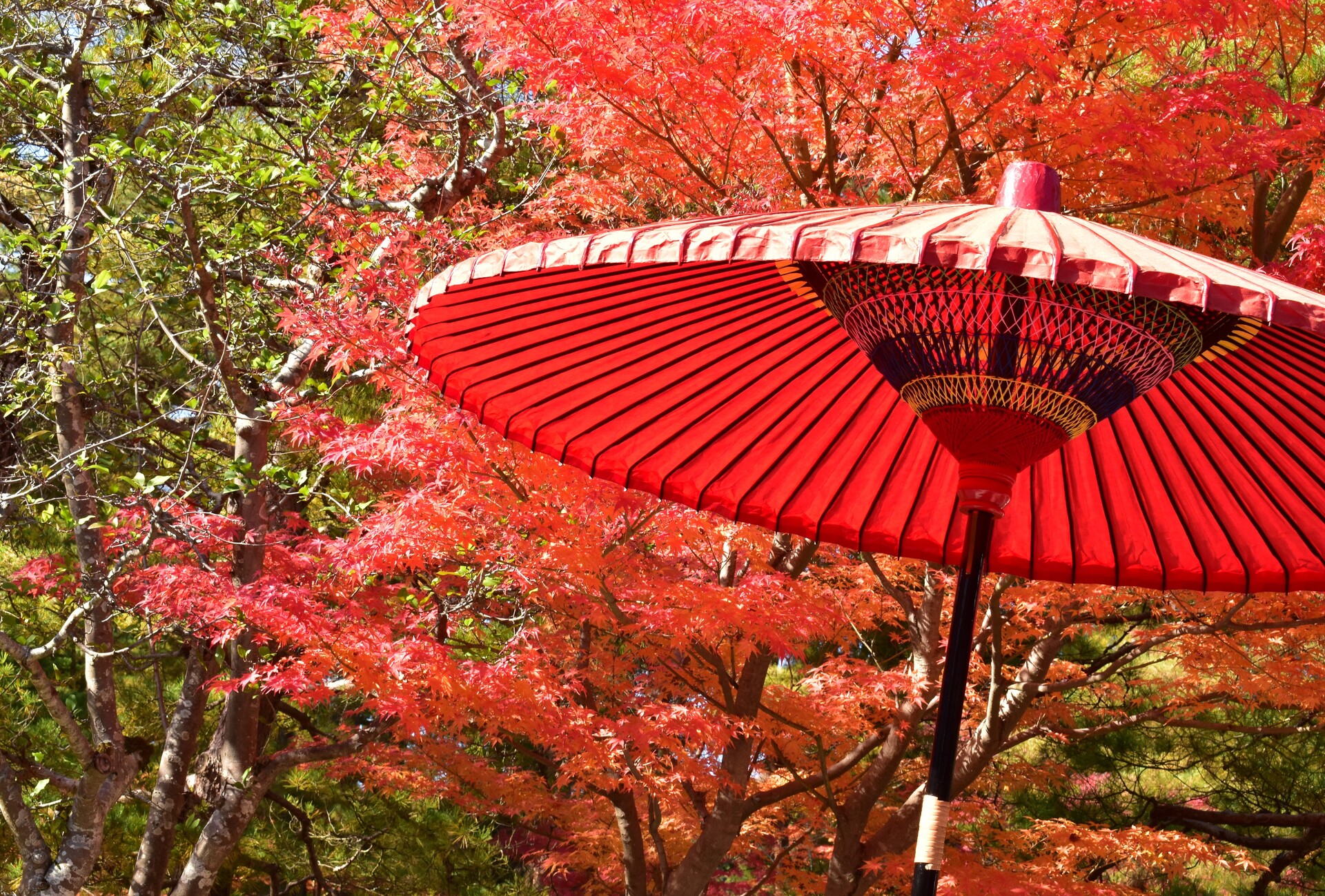日本の風景 紅葉と和傘 壁紙19x1299 壁紙館