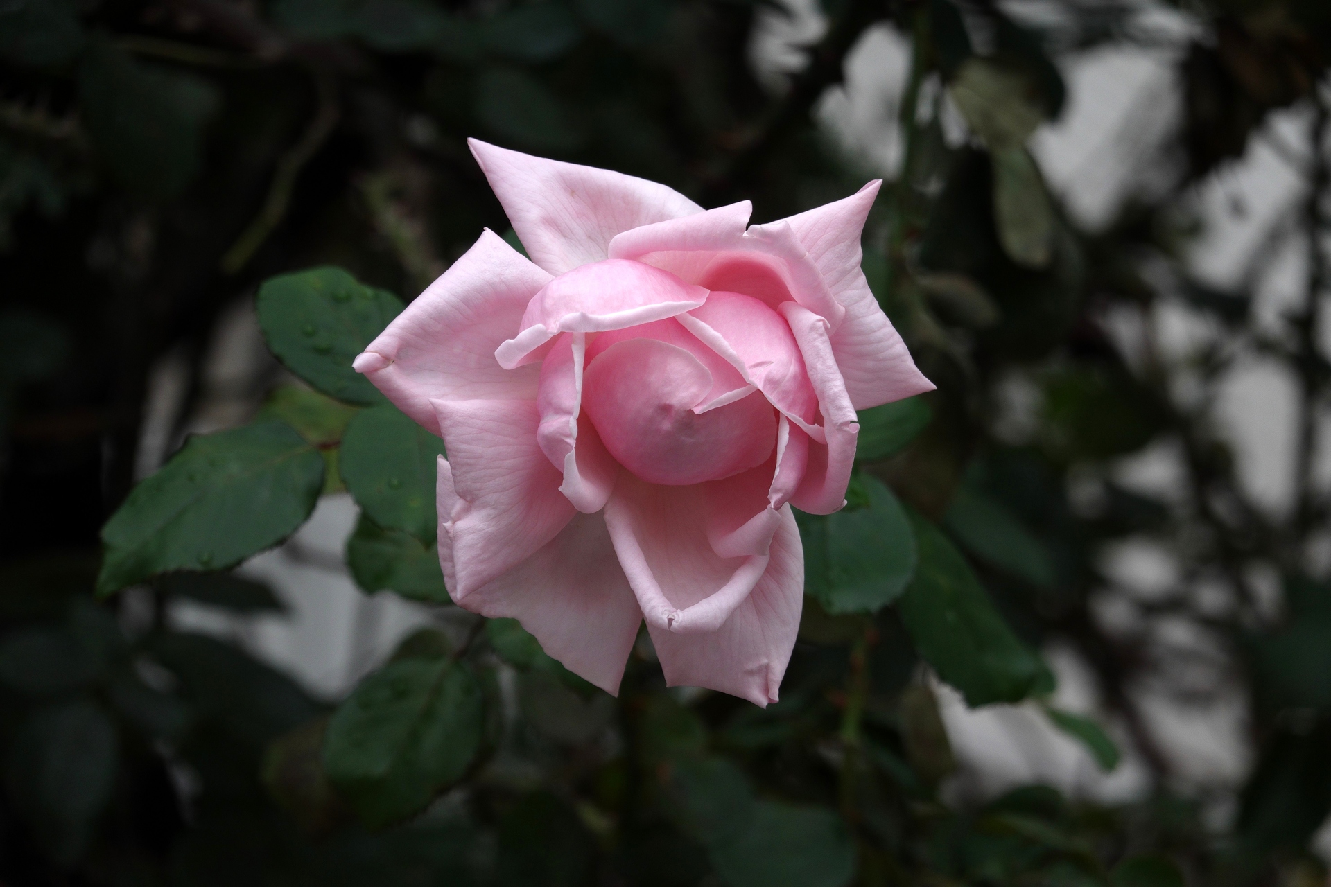 花 植物 近所の家の薔薇 羽衣 壁紙19x1280 壁紙館