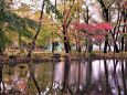塚山公園の紅葉