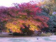 六義園の紅葉