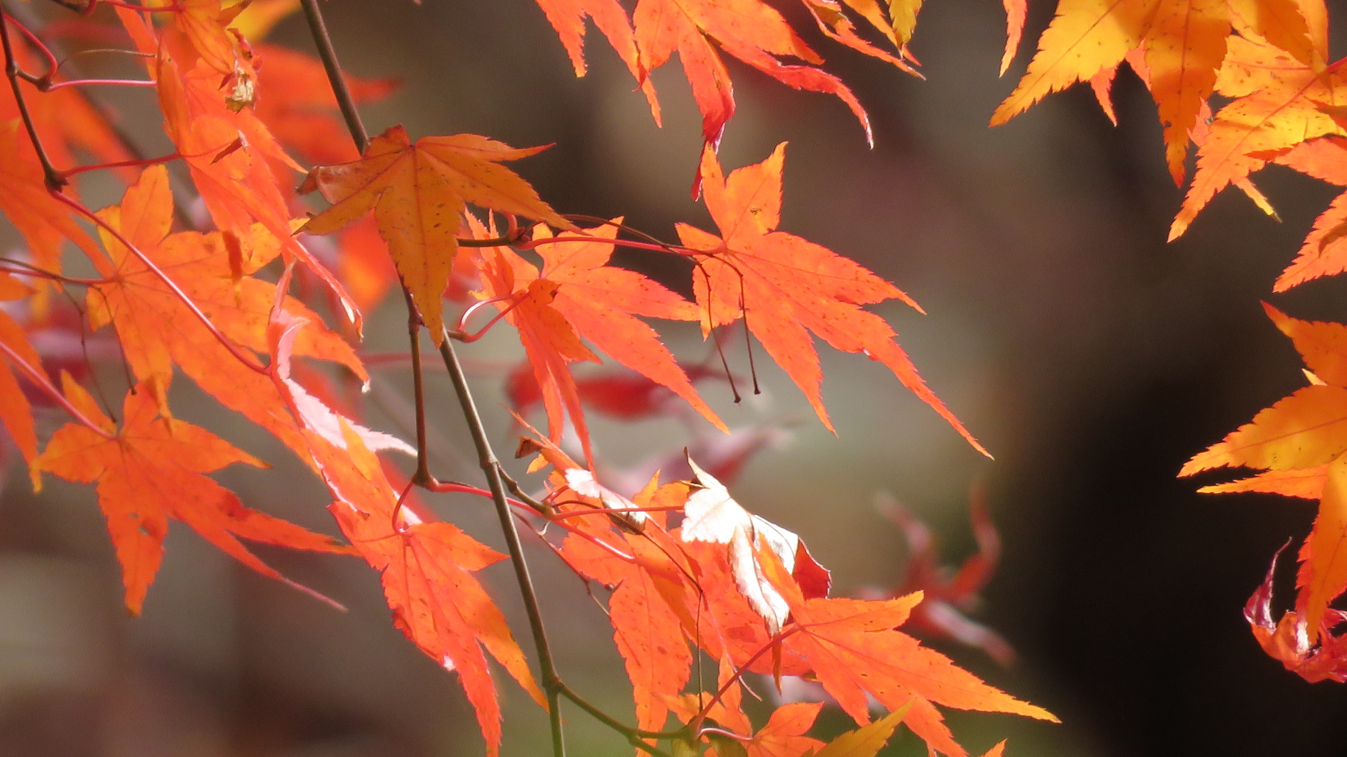 花 植物 モミジ 壁紙19x1080 壁紙館