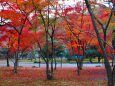 天龍寺19年11月29日