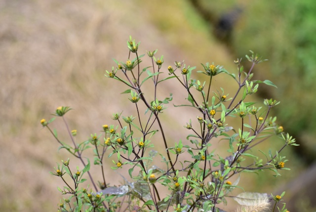 アメリカセンダングサ