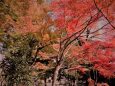 太田黒公園の紅葉