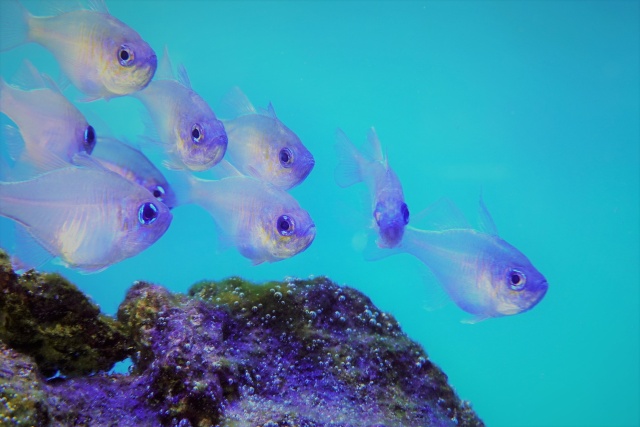 魚 水生生物 アクアリウムの熱帯魚 壁紙館