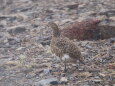 蝶ヶ岳の雌雷鳥9