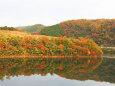 湖畔の森の紅葉5