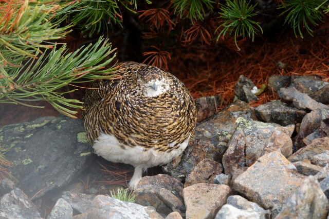 蝶ヶ岳の雌雷鳥11