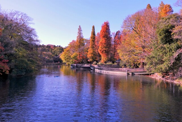 井之頭公園の紅葉風景