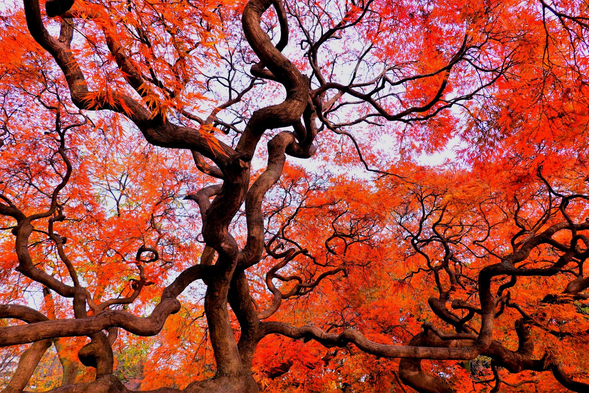 日本の風景 新宿御苑の紅葉 壁紙19x1280 壁紙館