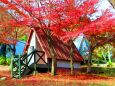 養老公園19年12月6日