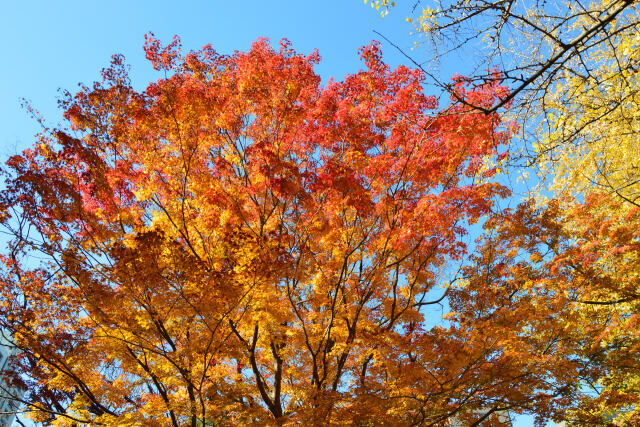 見上げる紅葉