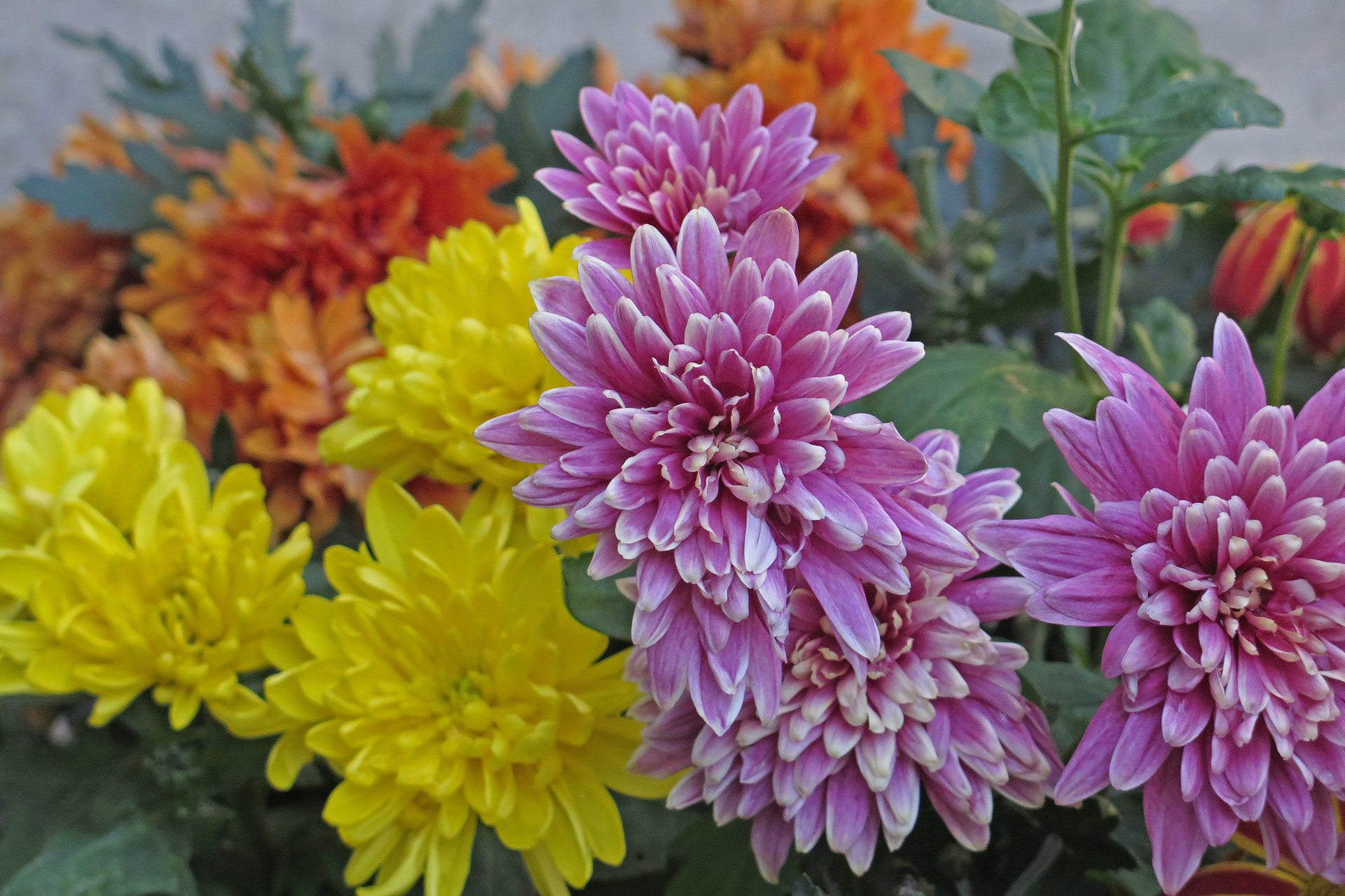 花 植物 満開の菊 壁紙19x1279 壁紙館