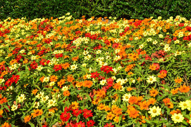日比谷公園の花壇の花