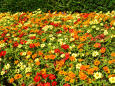 日比谷公園の花壇の花