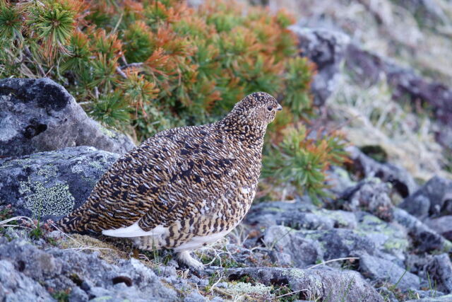樅沢岳の雌雷鳥