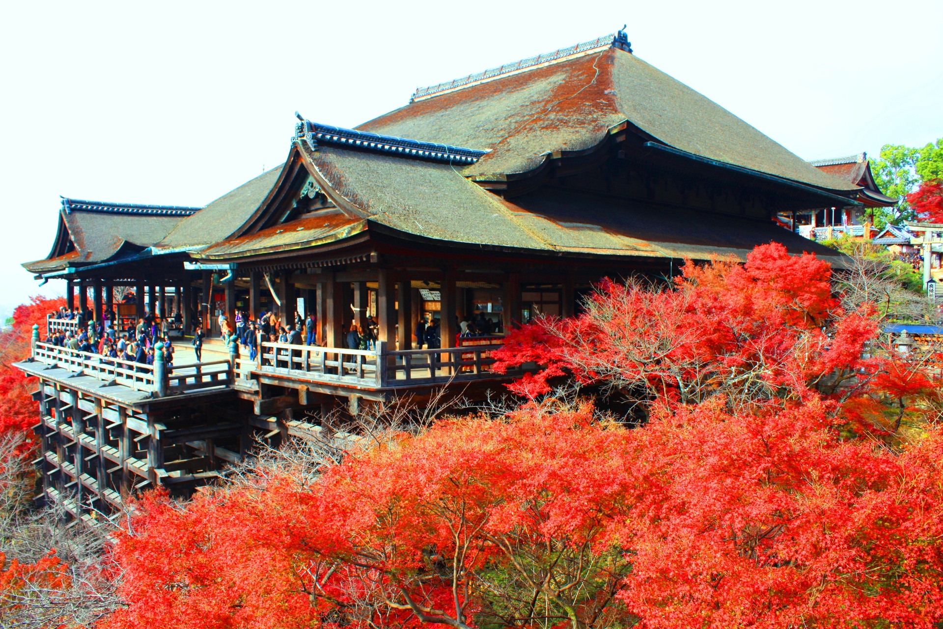 日本の風景 改修前の清水寺紅葉 壁紙19x1280 壁紙館