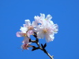青空に映える十月桜