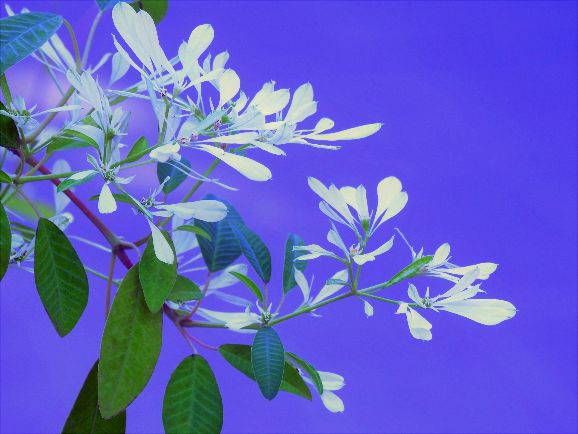 花 植物 ユーフォルビア白雪姫 壁紙19x1440 壁紙館