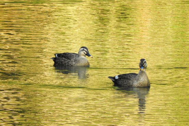 カルガモ 初冬の池