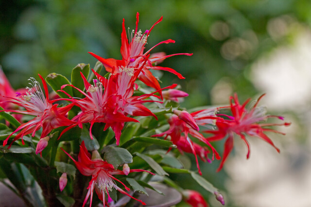 シャコバサボテン