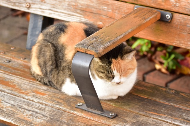 ベンチ猫