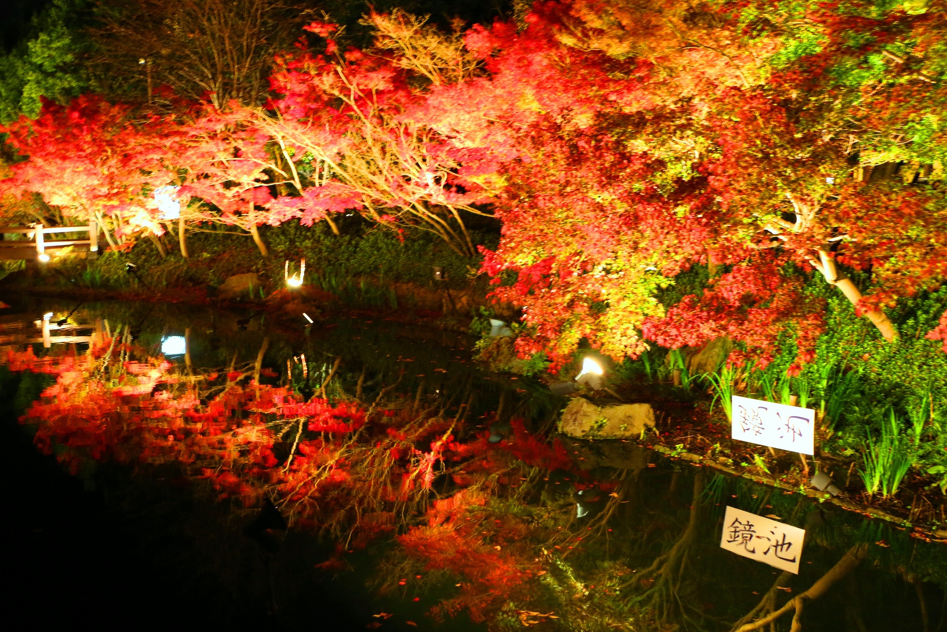 日本の風景 なばなの里紅葉ライトアップ 壁紙19x12 壁紙館