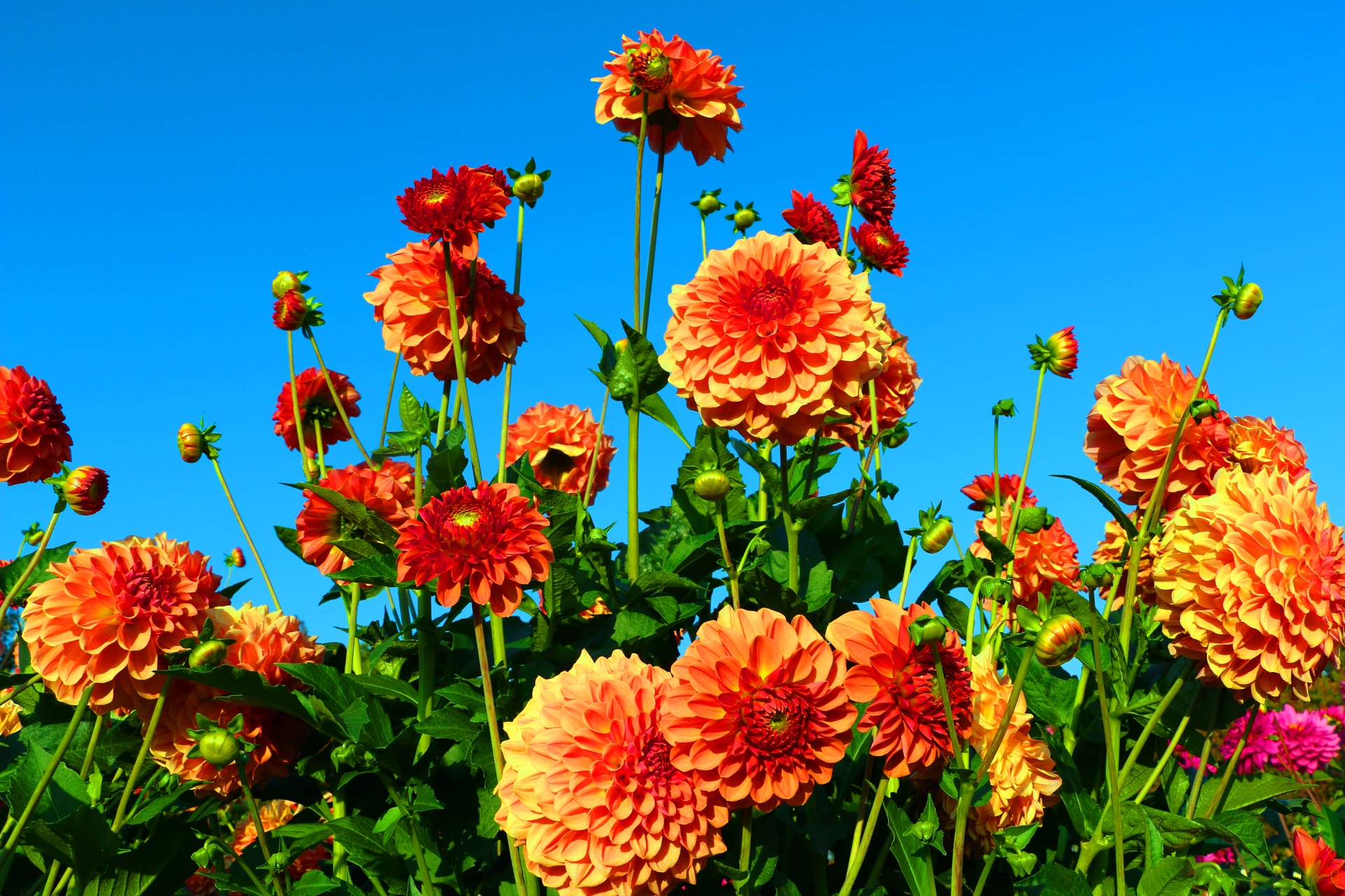 花 植物 なばなの里秋の花 壁紙19x1280 壁紙館