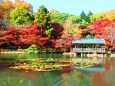 東山動植物園紅葉