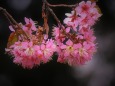 ヒマラヤ桜