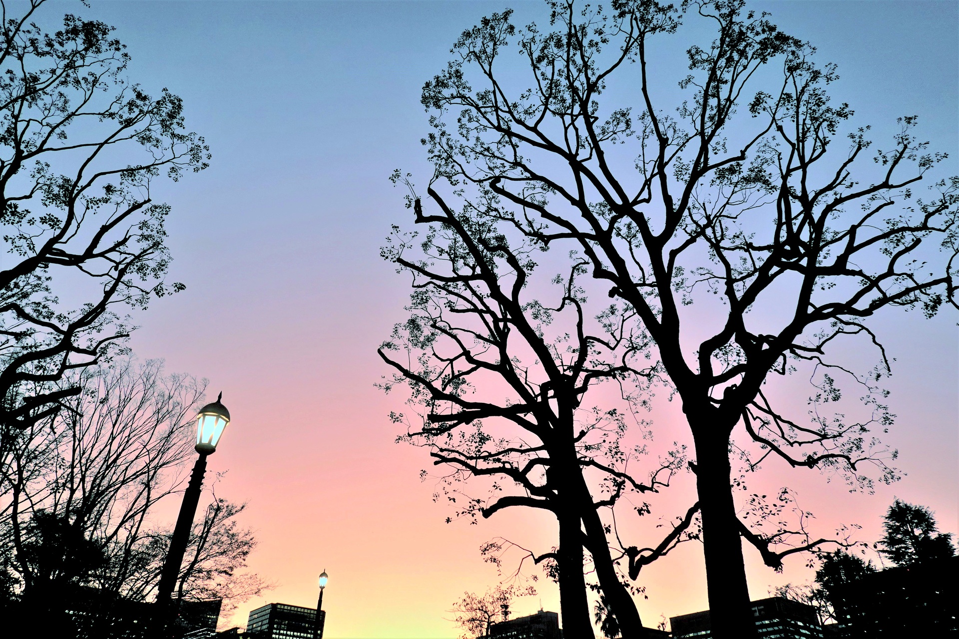 朝焼け 夕焼け 日比谷公園の夕景 壁紙19x1280 壁紙館