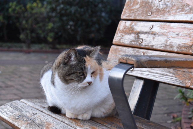 ベンチ猫