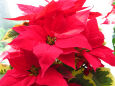 ポインセチア