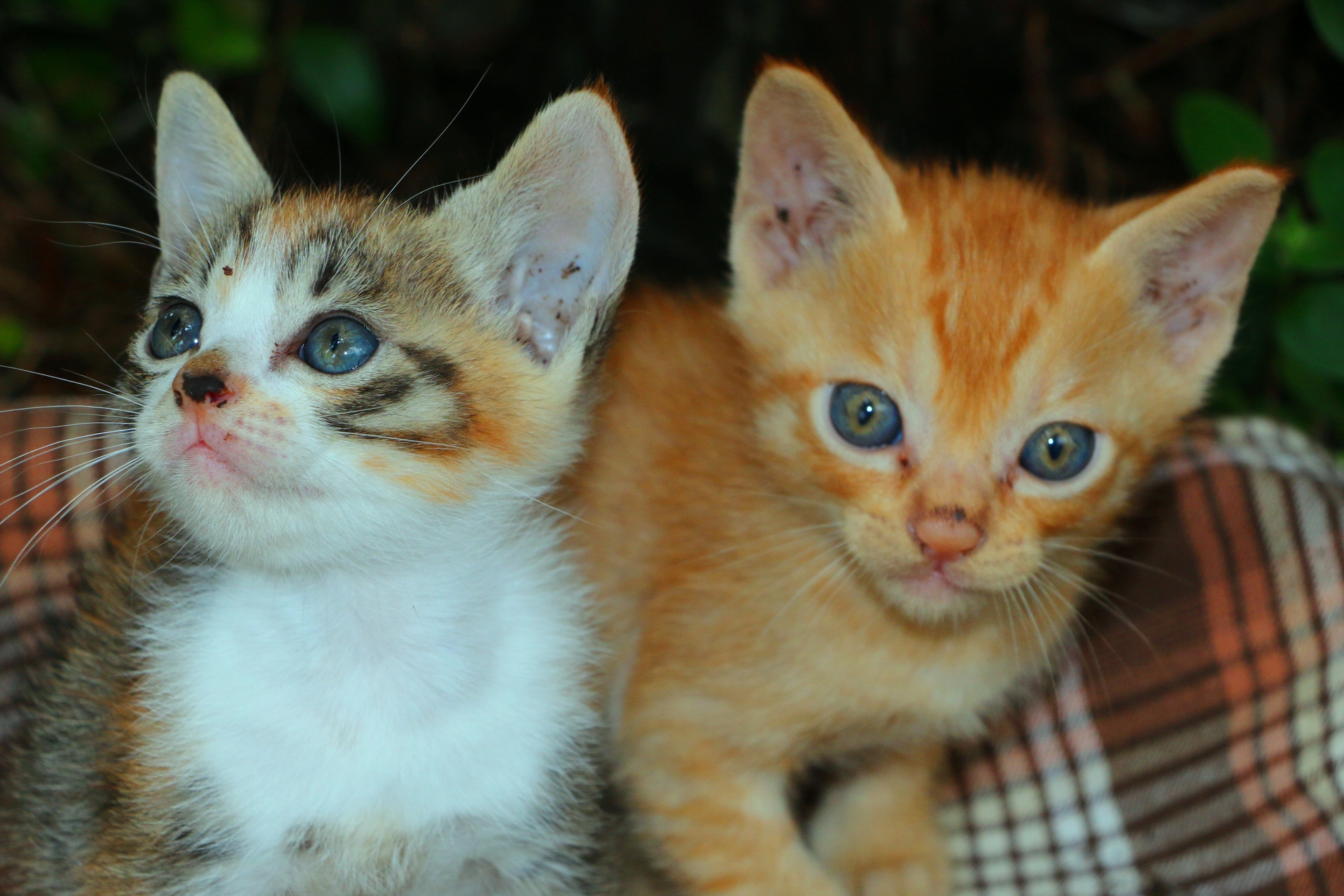 動物 猫 子猫 壁紙19x1280 壁紙館