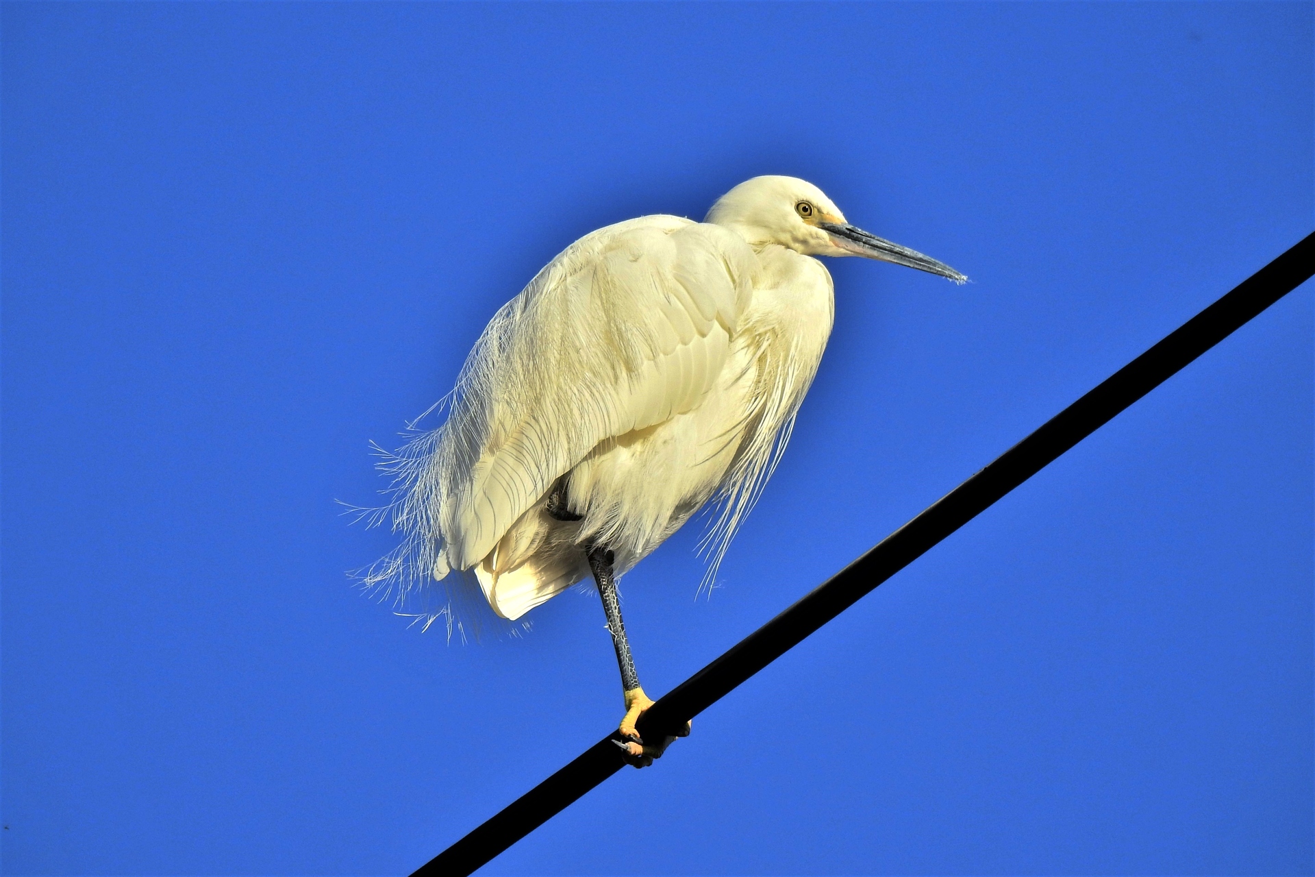 動物 鳥 ペンギン 飾り羽が綺麗なコサギ 壁紙19x1280 壁紙館