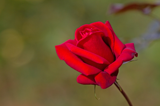 コンラドヘンケル