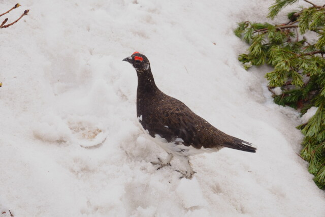 弓折岳の雄雷鳥