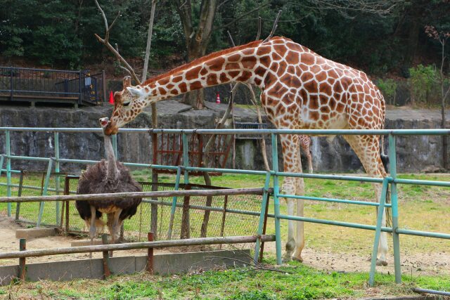 キリンとダチョウkiss