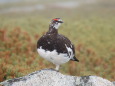 双六岳の雄雷鳥3