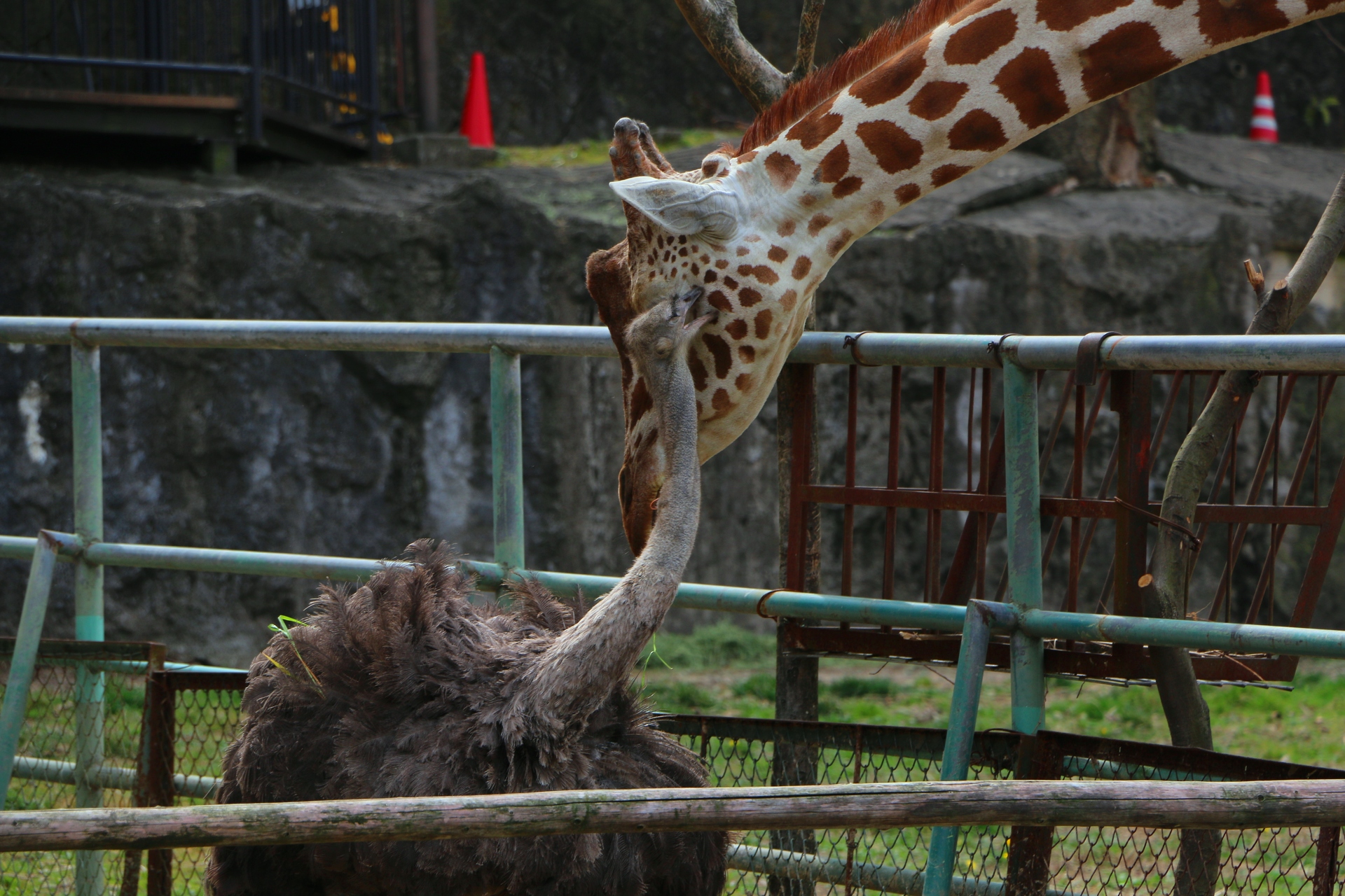 動物 その他 キリンとダチョウkiss 壁紙19x1280 壁紙館