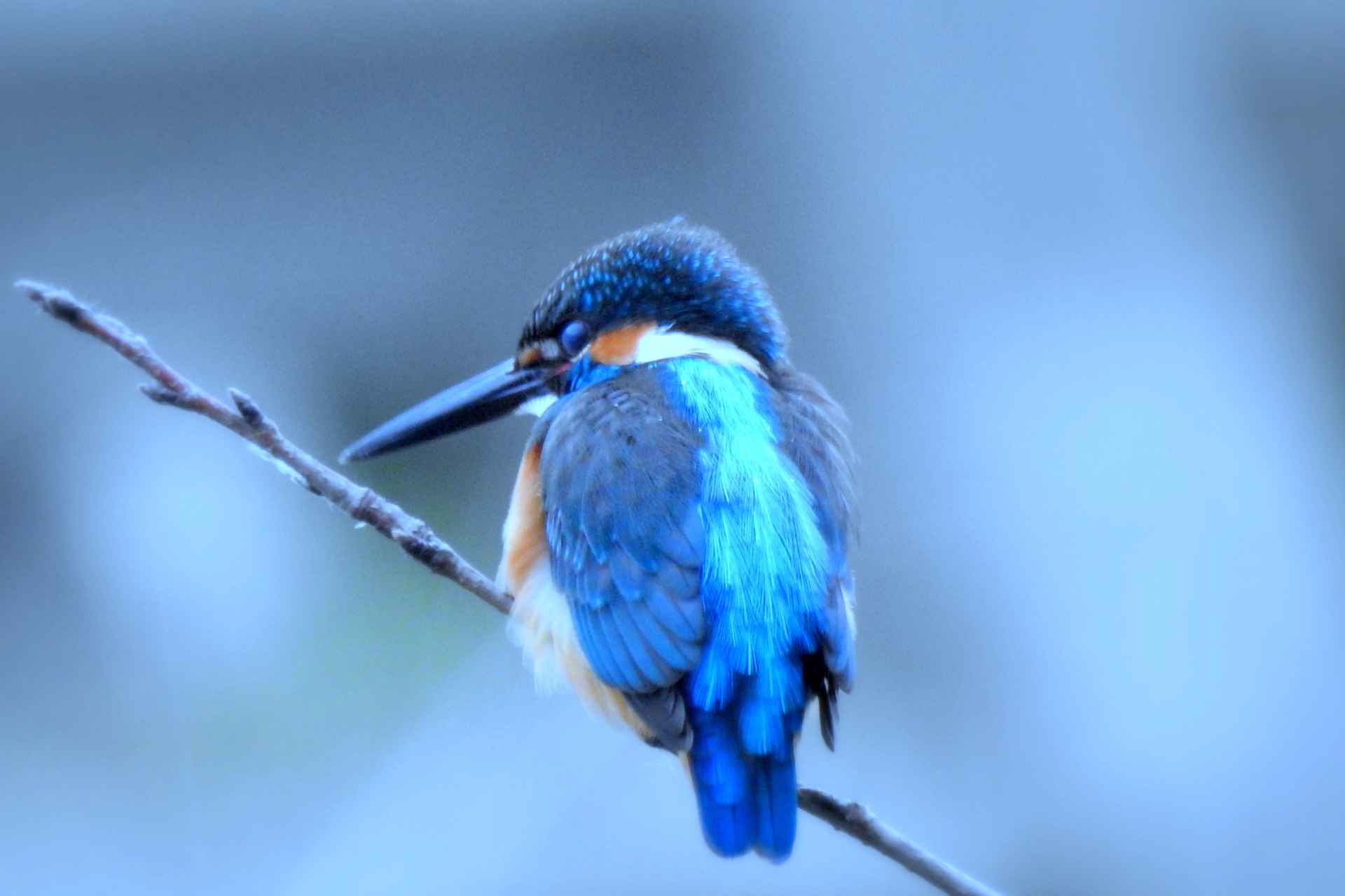 動物 鳥 ペンギン カワセミ 壁紙1920x1280 壁紙館