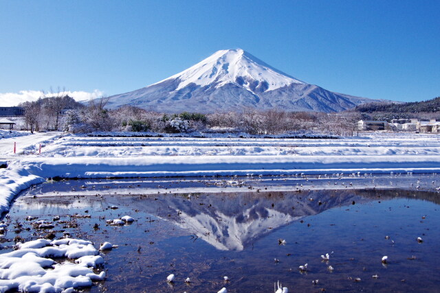 冬の富士北麓