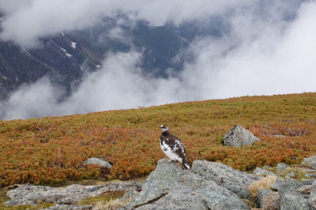 双六岳の雄雷鳥11