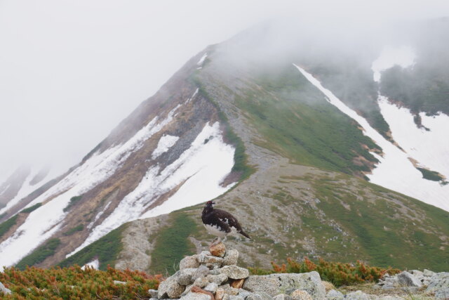 双六岳の雄雷鳥12