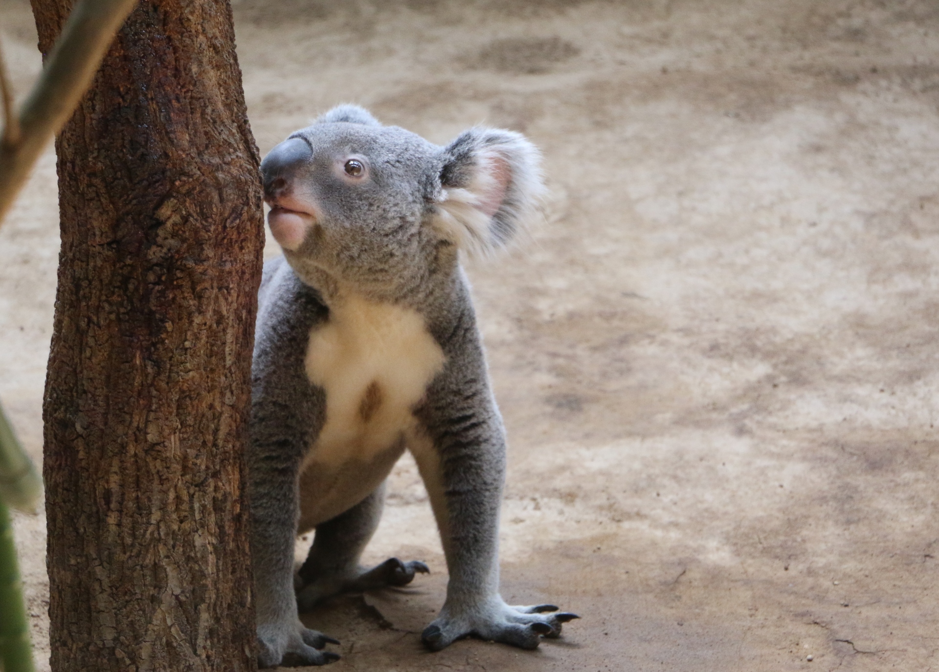 動物 その他 コアラ 壁紙19x1374 壁紙館