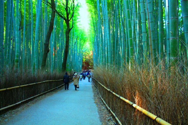 京都竹林