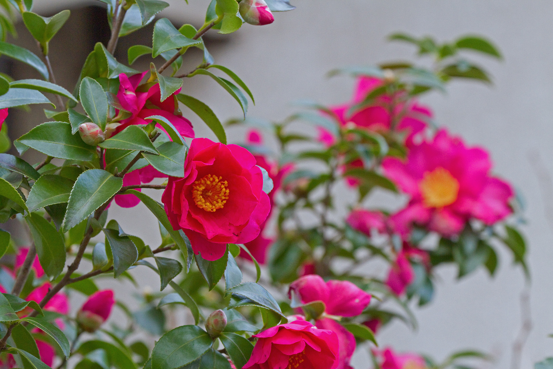 花 植物 立椿 壁紙19x1280 壁紙館