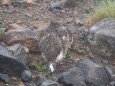 継子岳の雌雷鳥