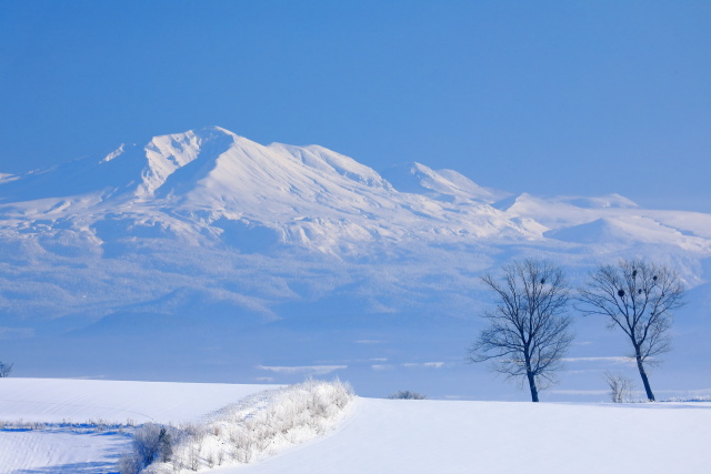 美瑛の冬／旭岳遠望 