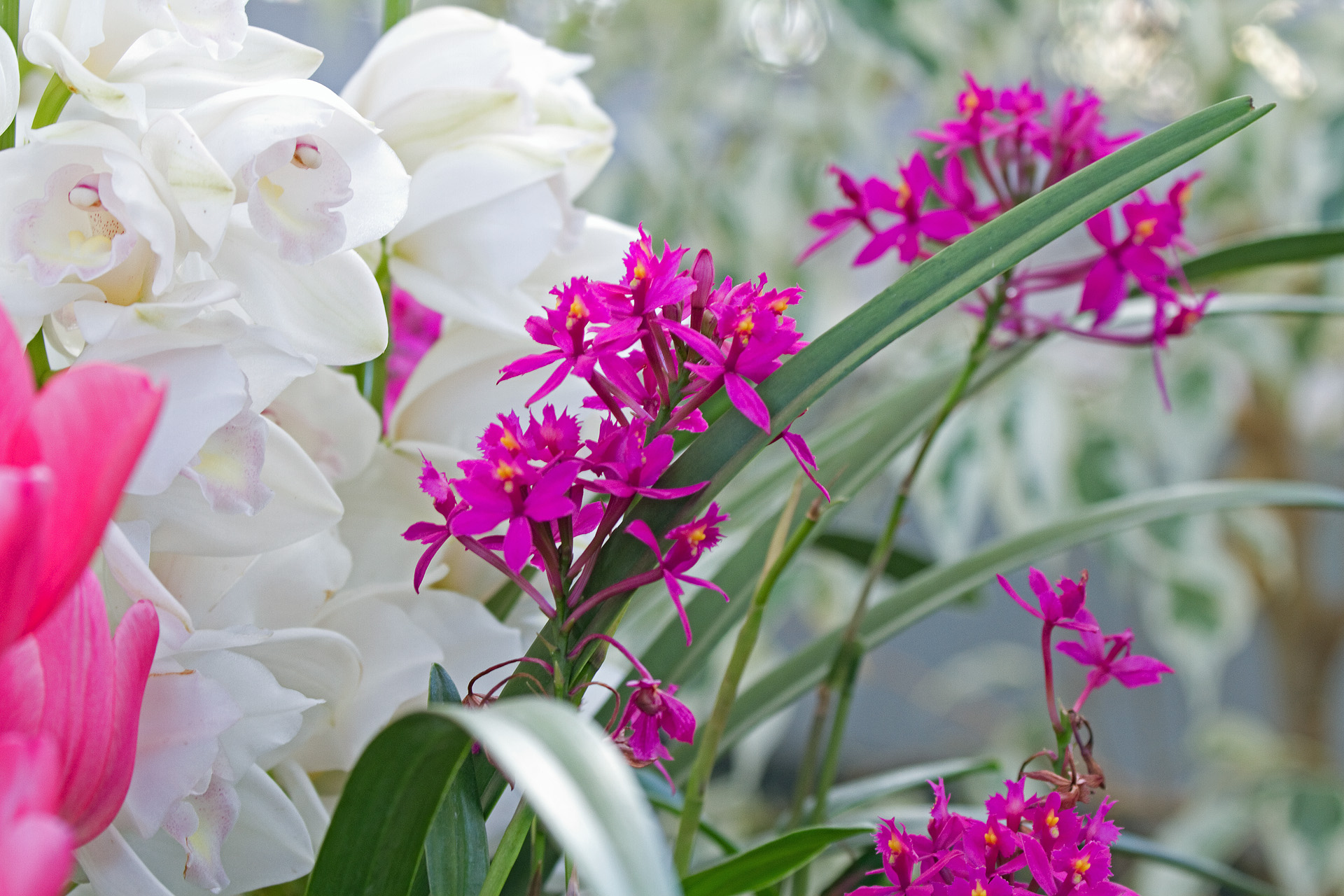 花 植物 エビデンドラムミスミ 壁紙19x1280 壁紙館